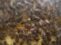 emsiges Treiben auf der Bienenwabe